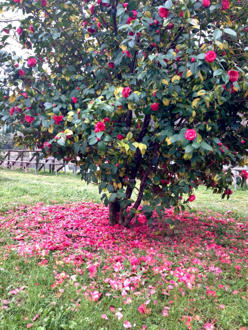 Camelie Pieve di Compito Lucca