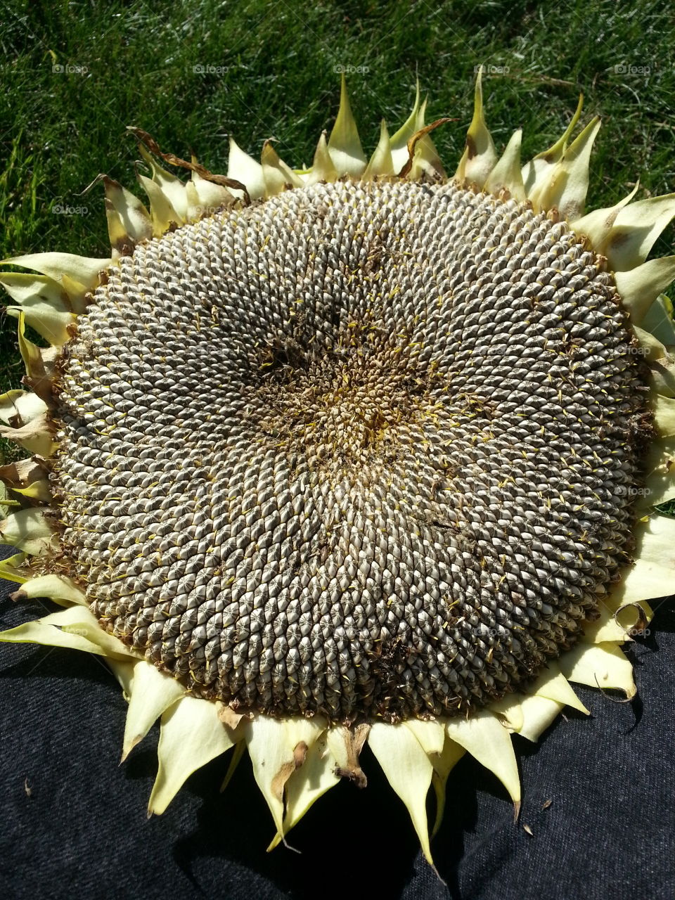bursting with seeds