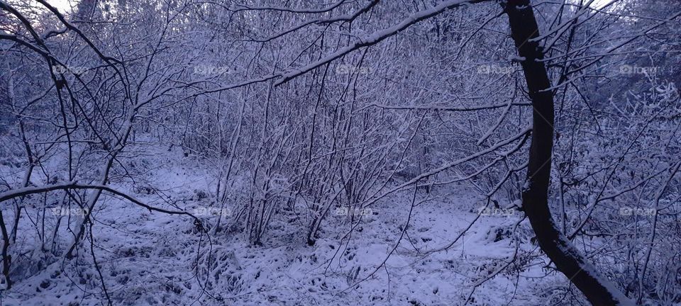 evening in the winter forest