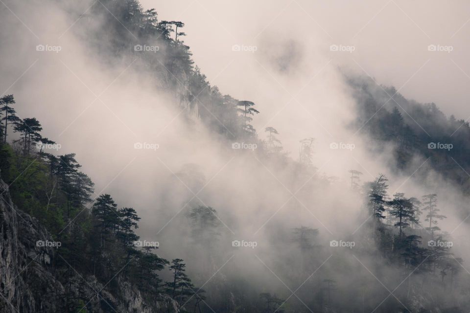 Pine trees in the fog 