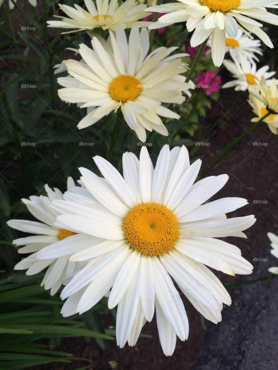 Close-up of a daisy flower
