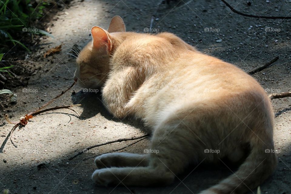 Pete cat sleeping on sidewalk