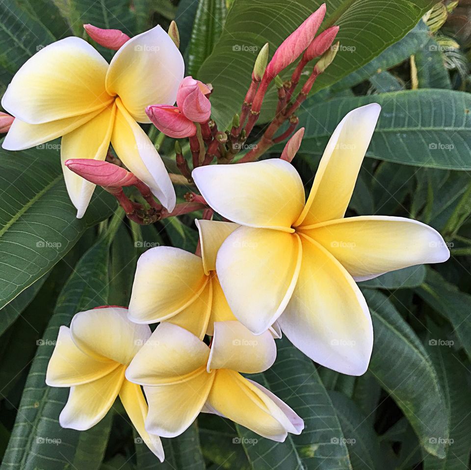 Gardening-Beautiful fragrant yellow Plumeria.