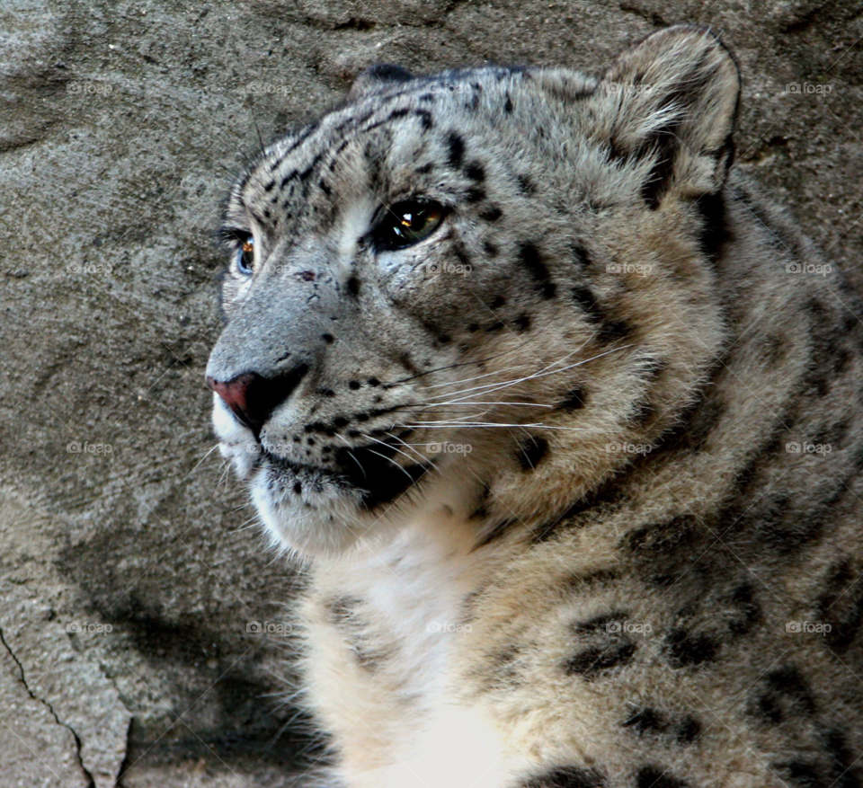 animal eyes looking leopard by landon