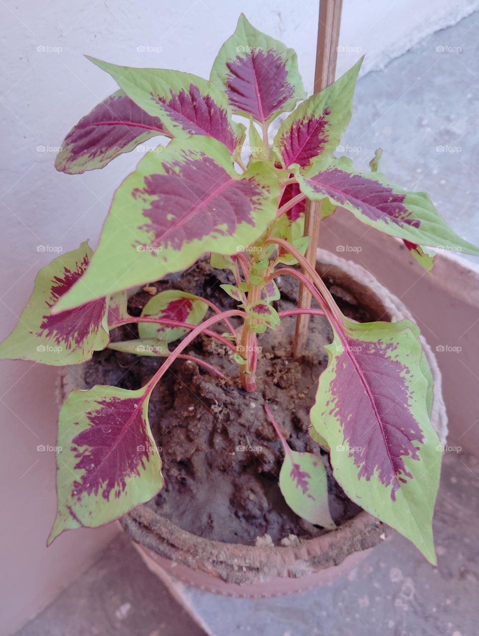 coloured leaves seasonal fresh shurb looks very beautiful generally found everywhere