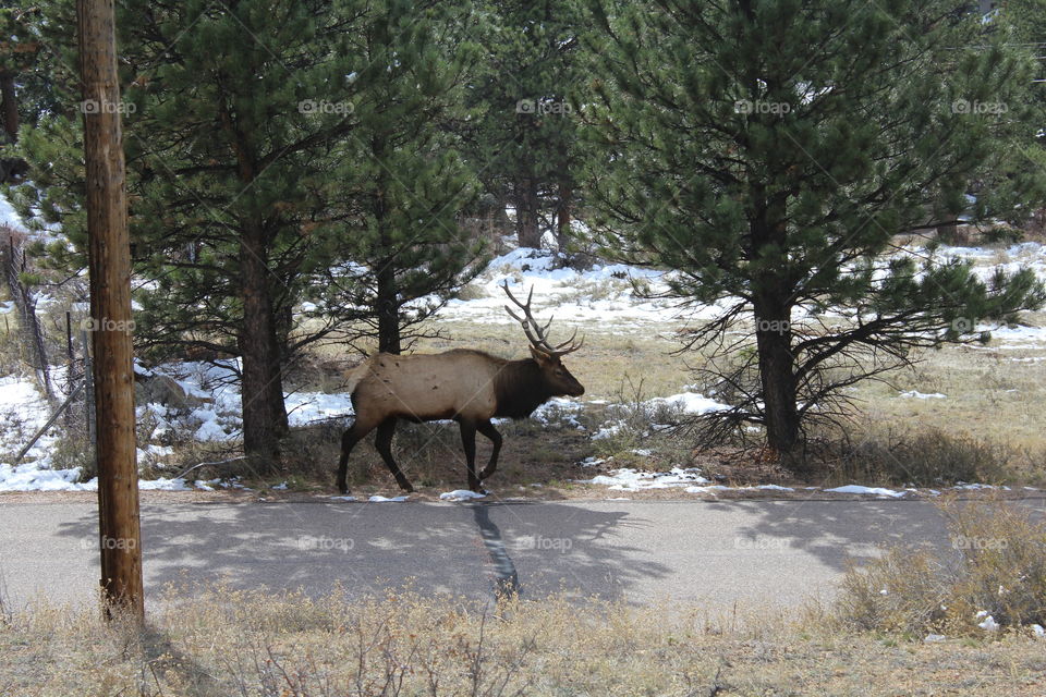 Elk wild wildlife Colorado wilderness pine trees broken antlers animal unedited no editing deer melting snow