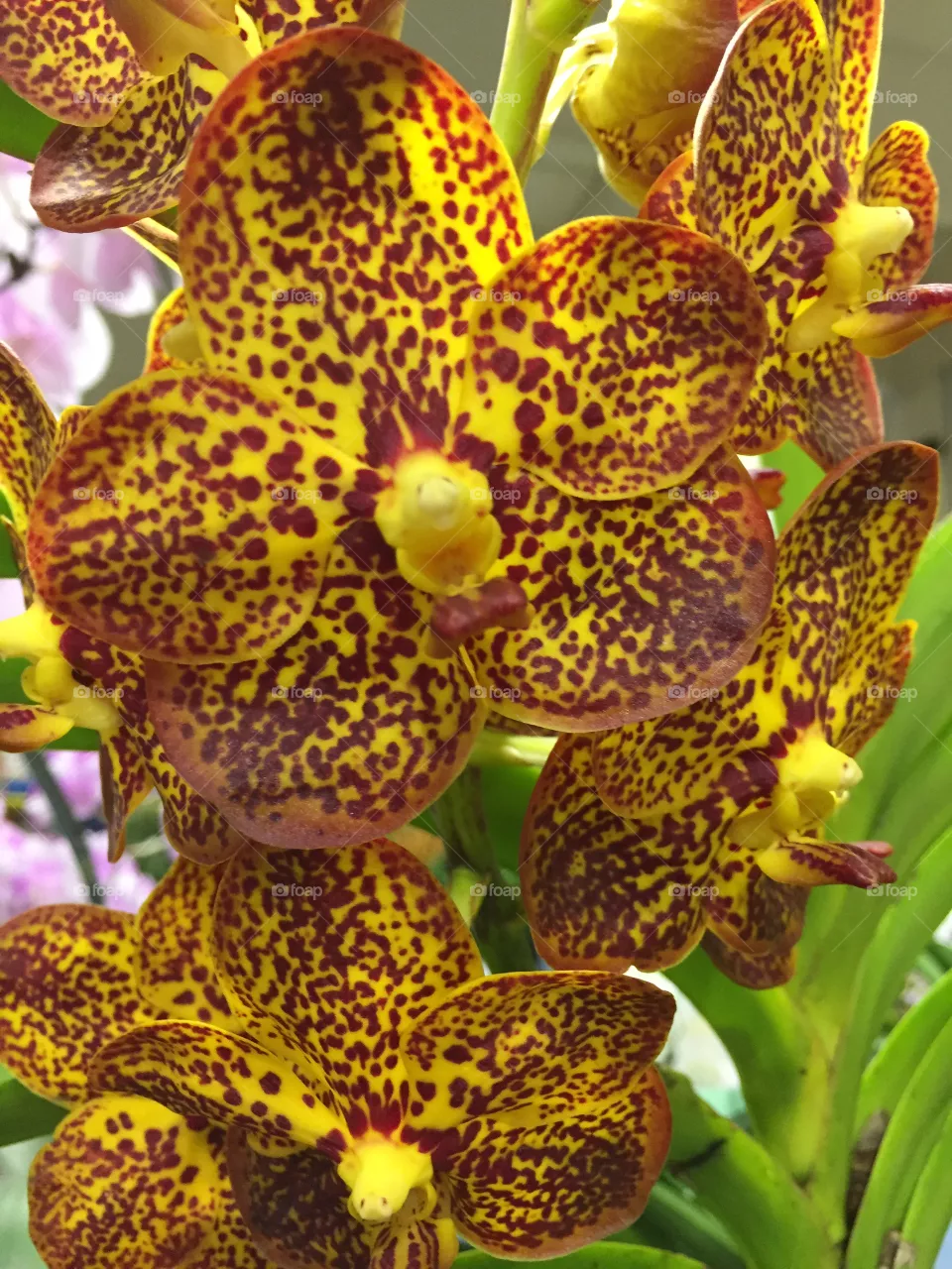 Lilly