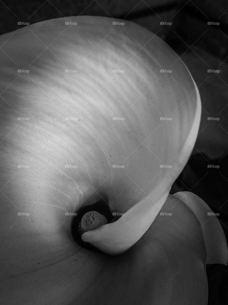 Elegant black and white calla lily flower showing sensual curves and spirals of the simple but beautiful flower against a dark backdrop