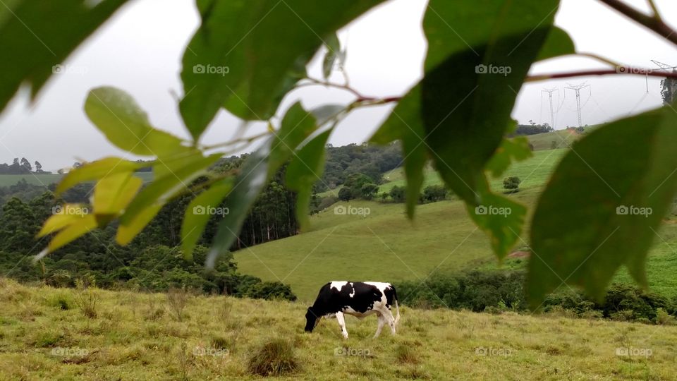 natureza vaca
