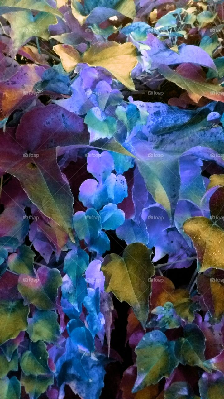 magical fall leaves