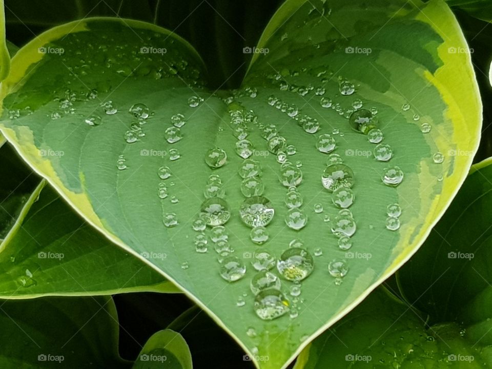 Raindrops on flower