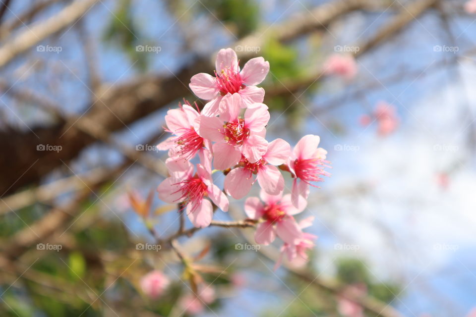 Thai Cherry Blosom in Mea Kum Pong. #beautiful #nature #flower #cherryblossom #sky #fresh