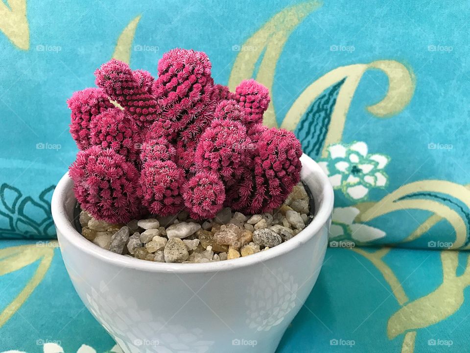 Pink cactus 