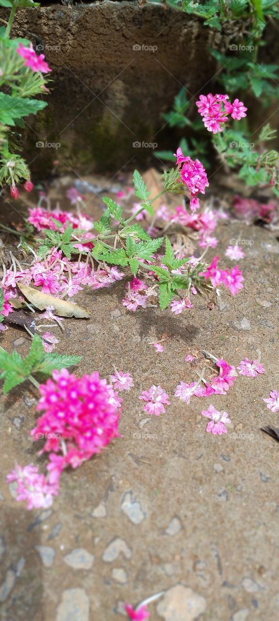 flor rosa