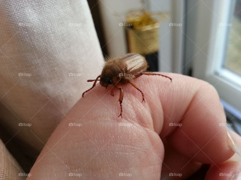 little guy flew into the window and crashed into to the wall head first then fell to the ground.