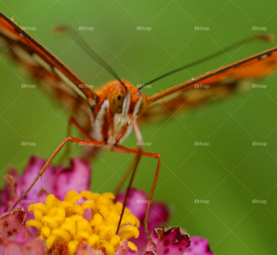 flower macro closeup face by lightanddrawing