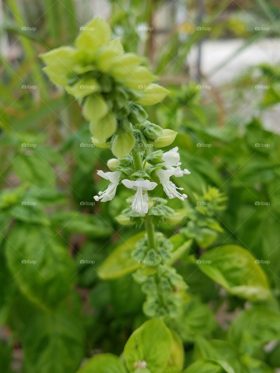 Herb Basil