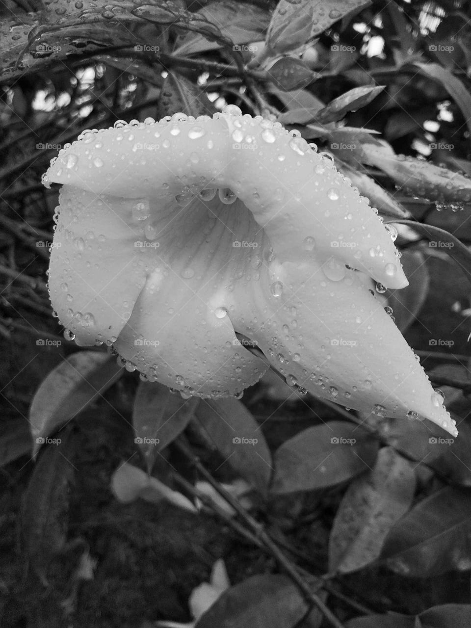 flower in water drop