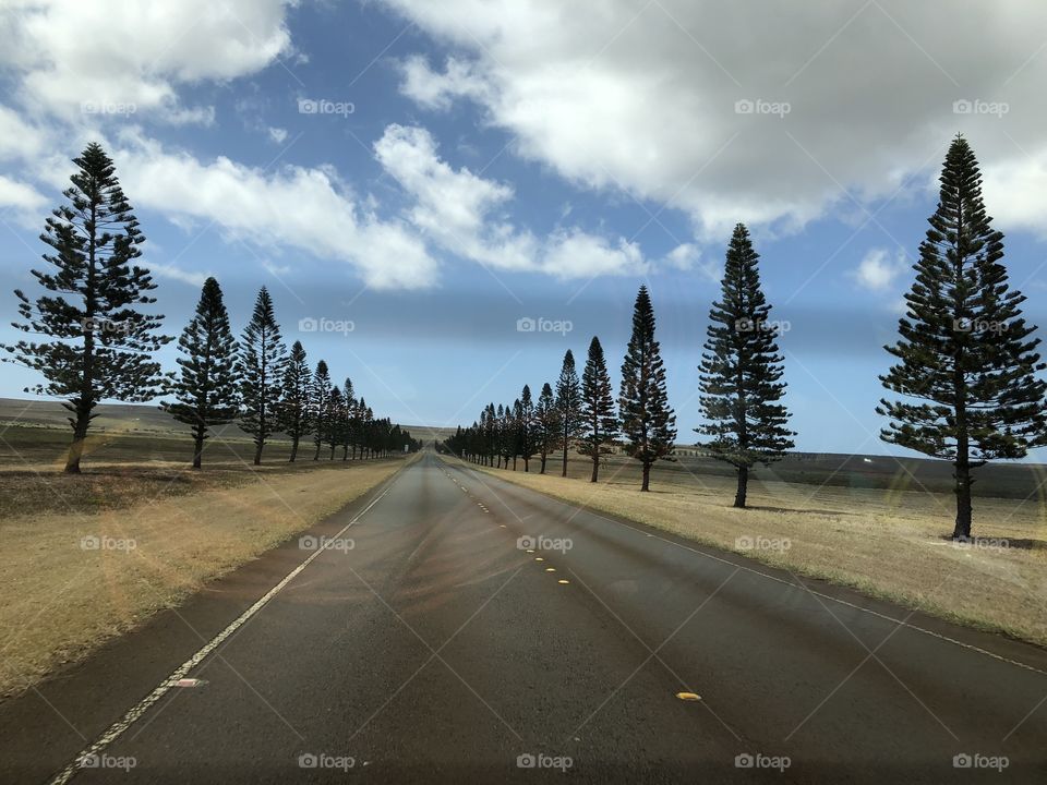 Lanai Hawaii Norfolk pine trees highway road 