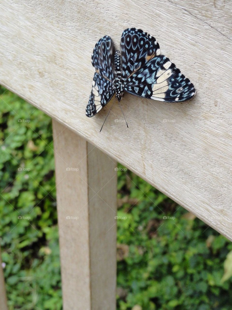 Butterfly on railing