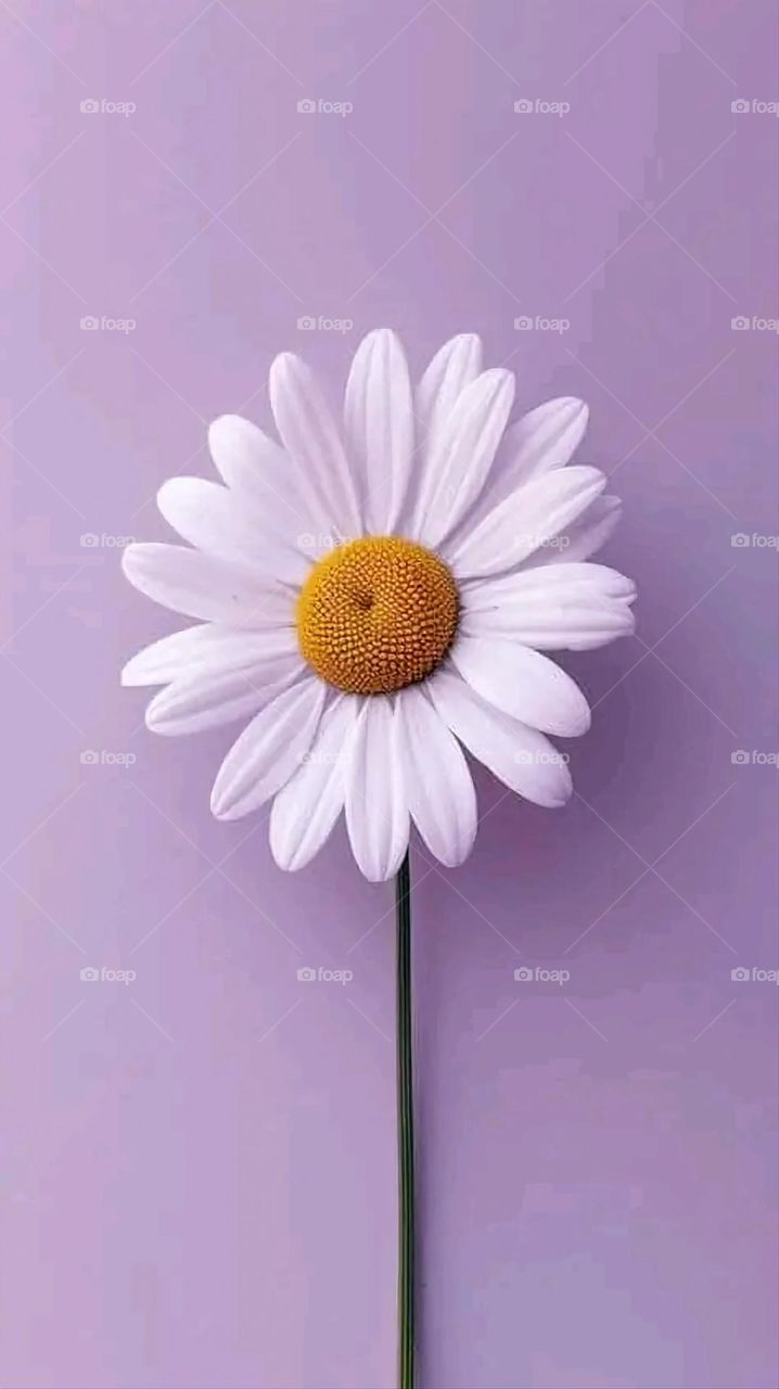 A very beautiful picture, and there is no better picture than it. There is no better picture of green herbs and colorful, red and white roses than it. Glory be to God, the natural and picturesque view, and there is no more wonderful picture than it.