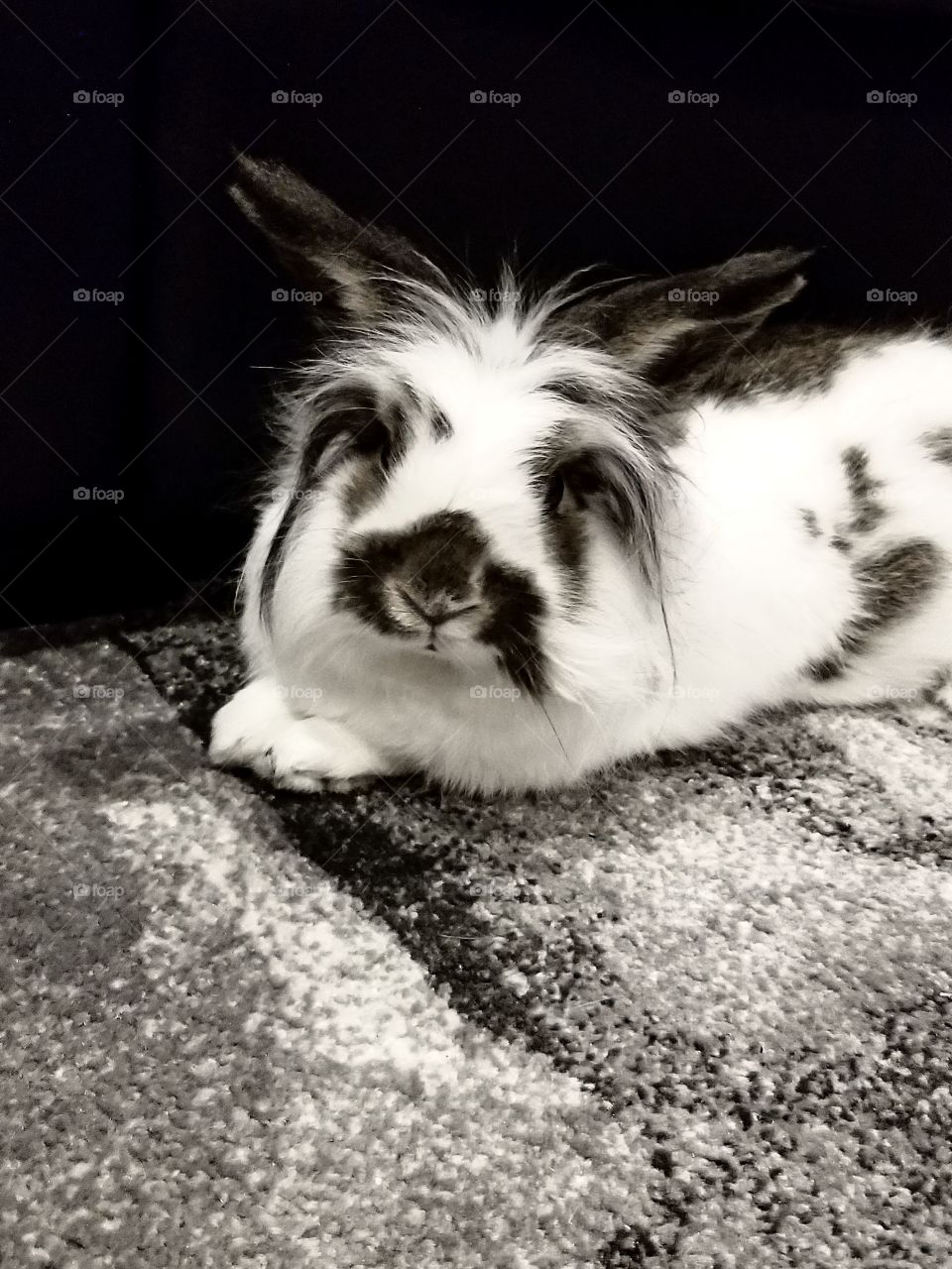 Little photo bunny