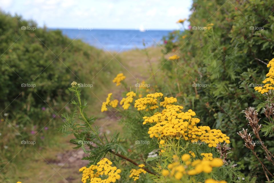 Beautiful pathway towards the sea