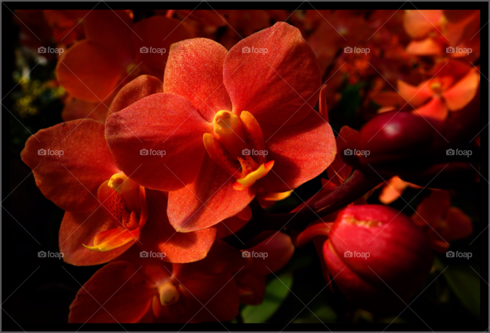 flower red orange orchid by howei
