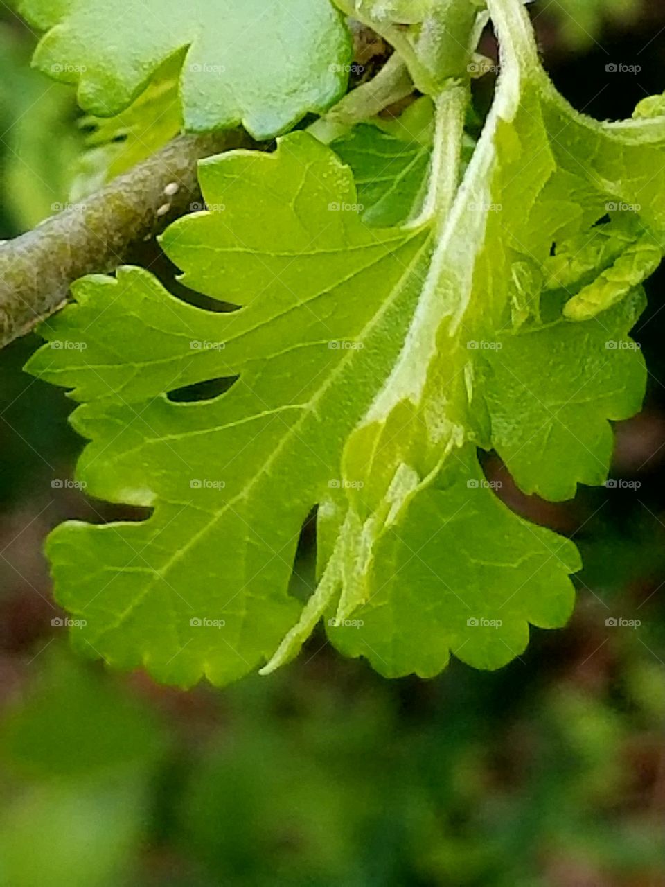 green leaf up close on a branch
