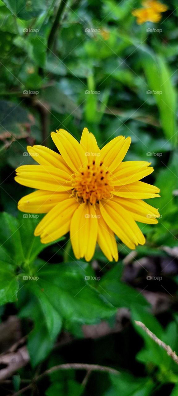 kammal flower