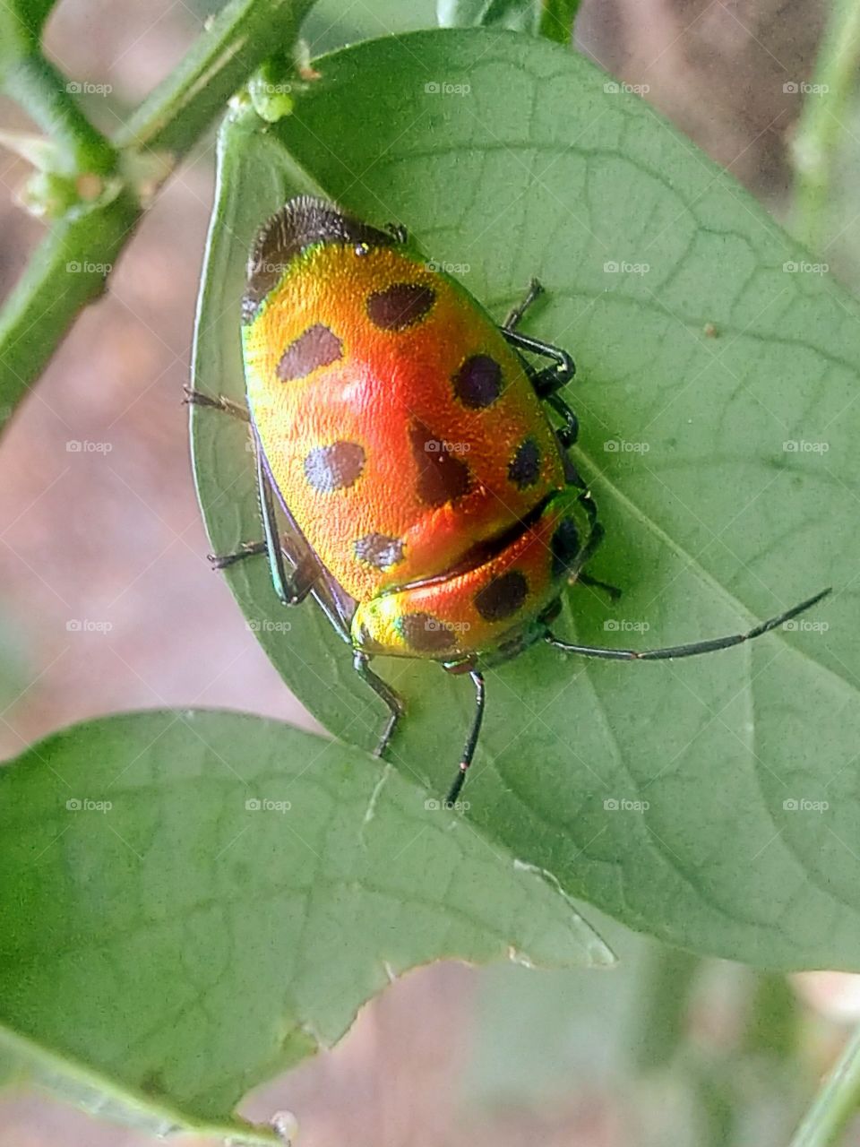 Insects with beautiful colors