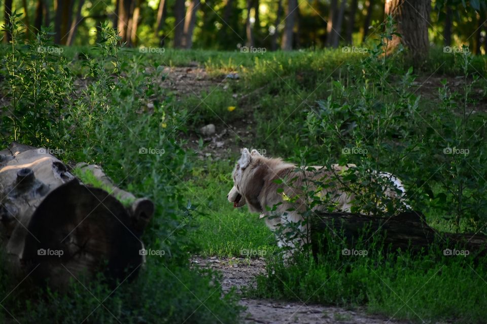 Beautiful dog playing in nature in late evening summer sunlight