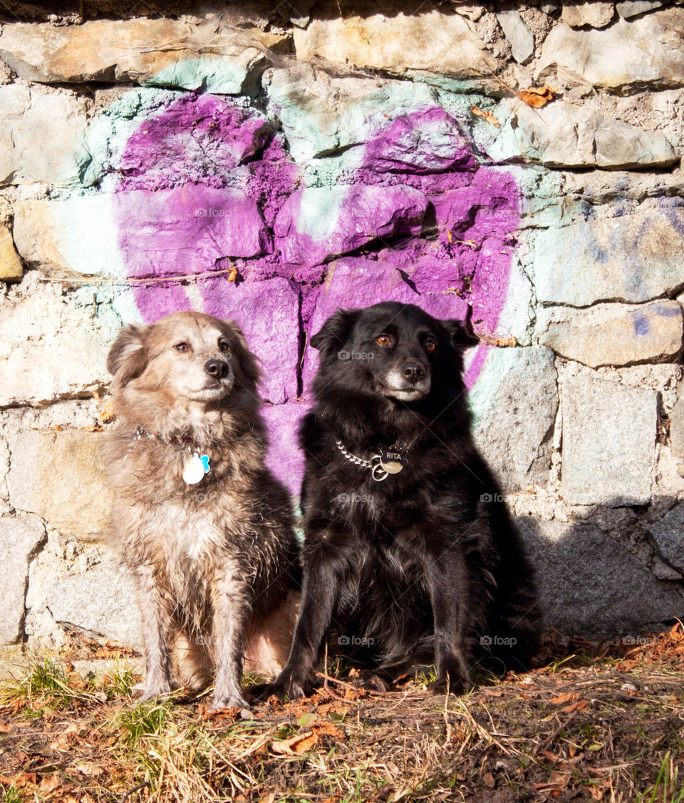 Dogs by wall