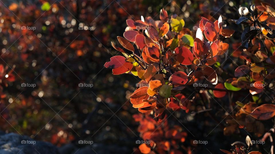 Fall adds color to mundane foliage.