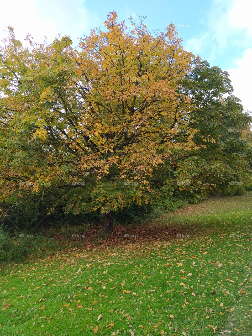 chestnut tree