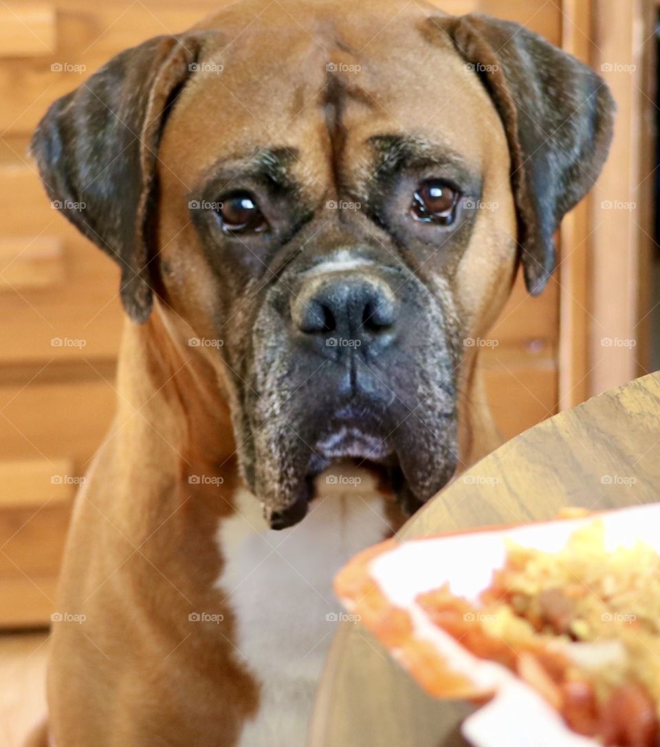 Boxer staring at food on the table