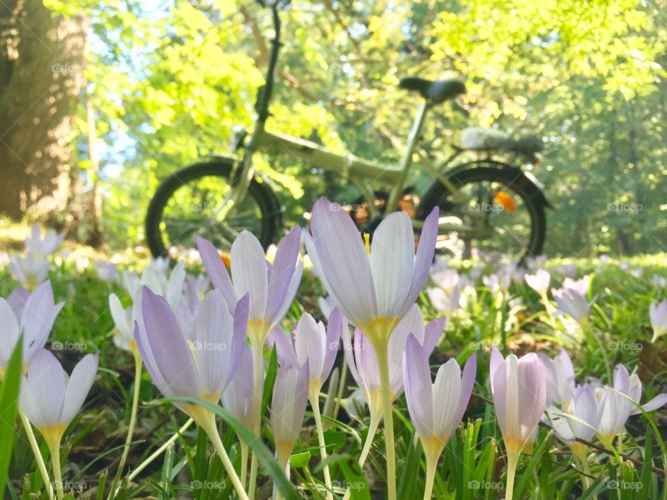 Crocuses in the park with bicycle in the background 