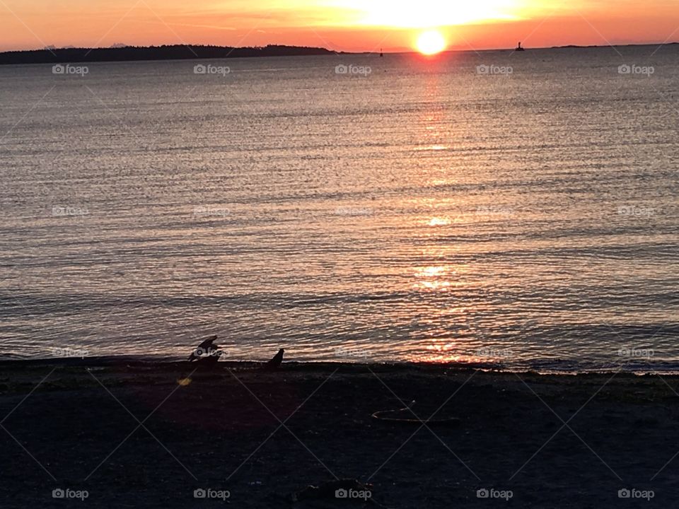 Birds by the ocean 