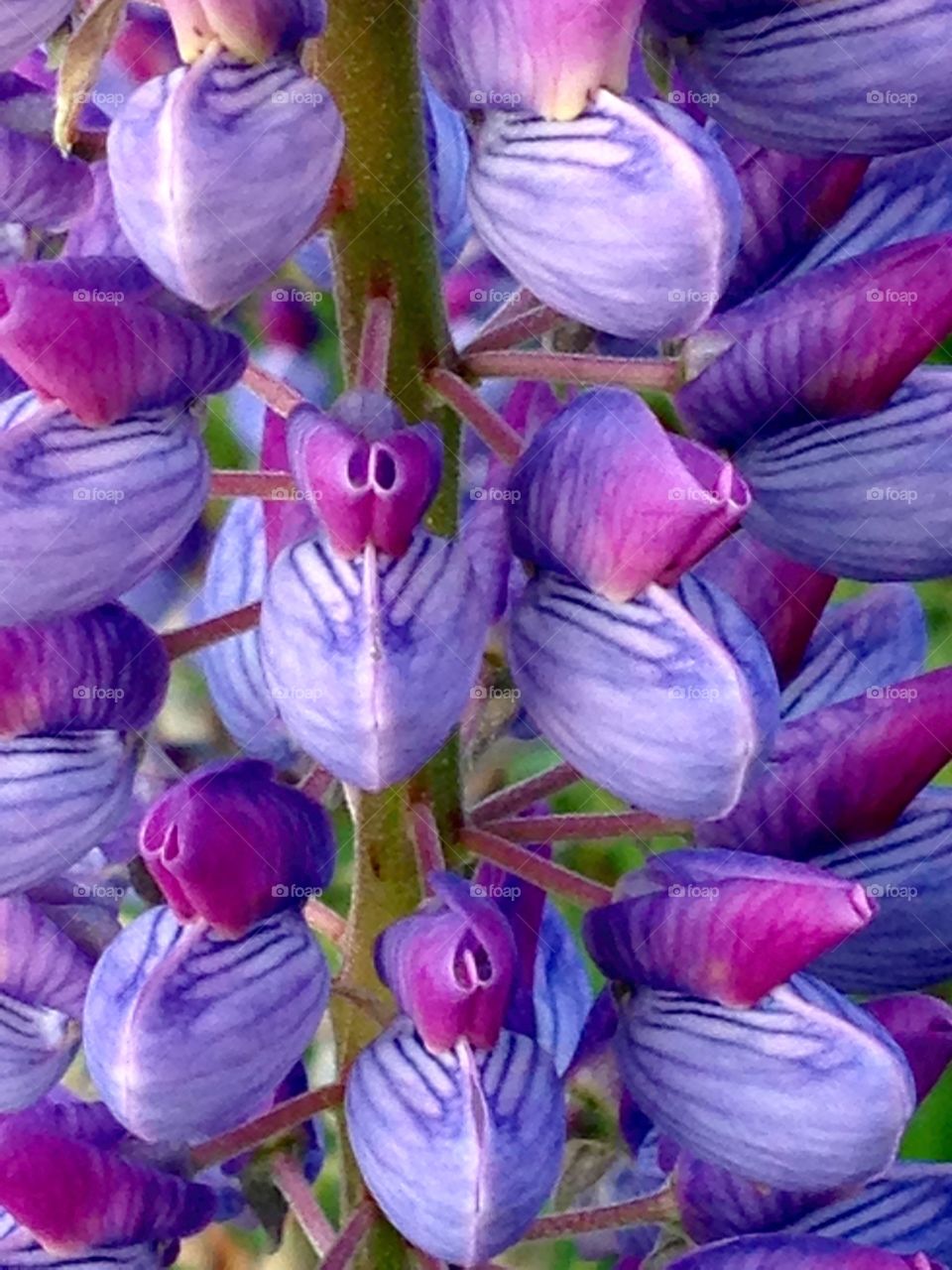 Purple Lupine Observed . Purple lupine upon inspection 