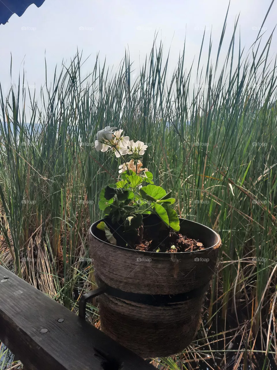 flower
