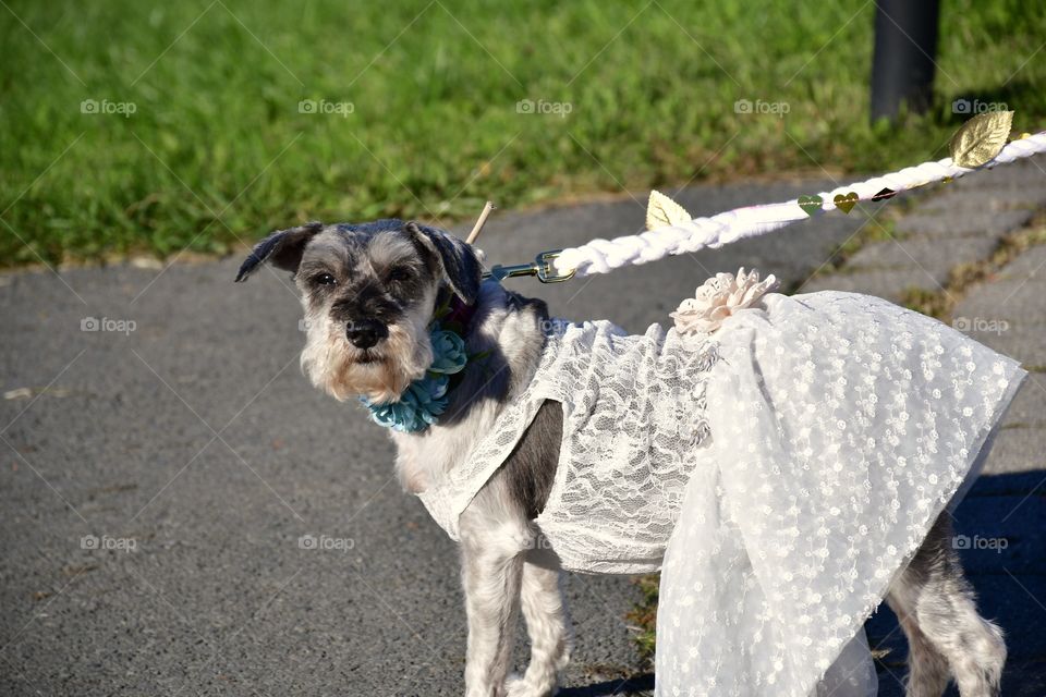 Bride dog