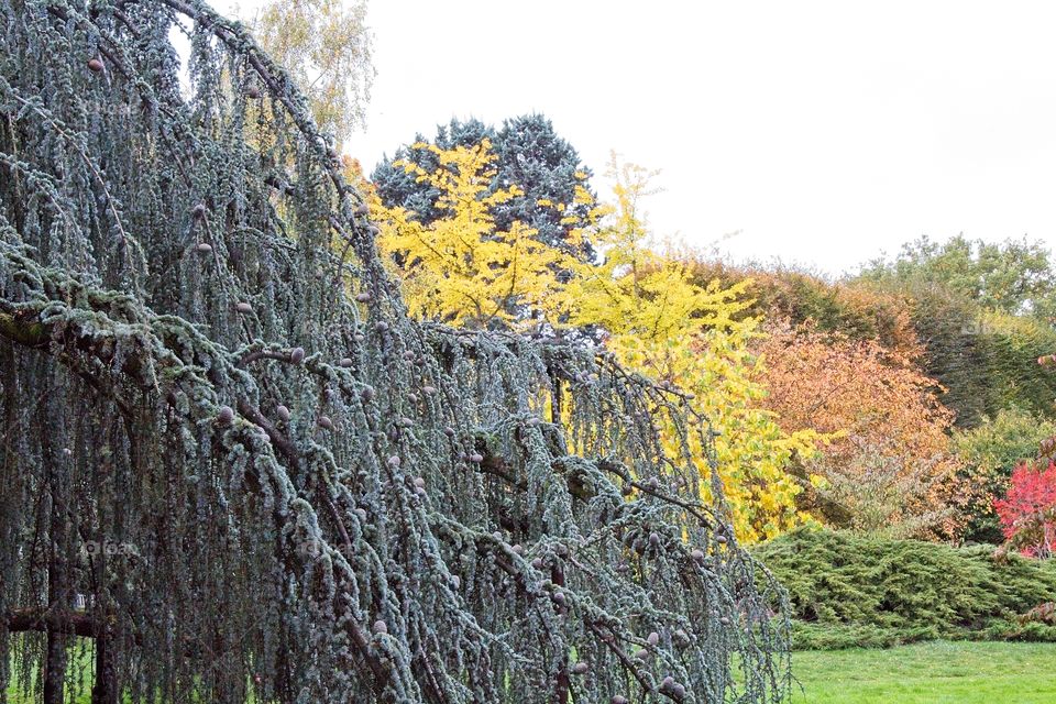 autumn tree in the park