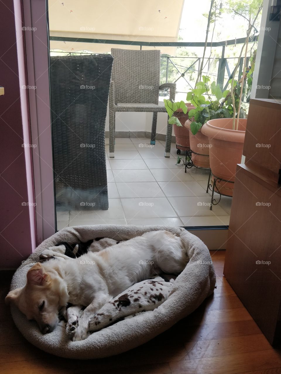 Sweet dog sleeping in his bed in the bedroom with balcony view on the outside