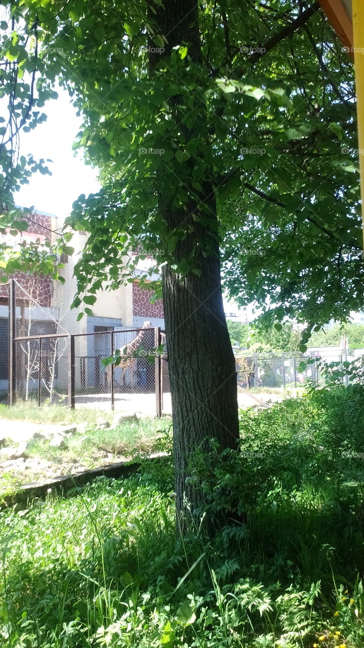 Giraffe. Leningrad zoo.