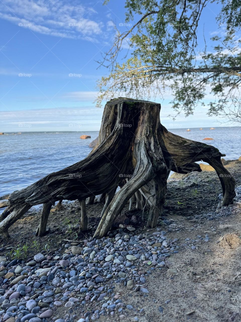 An unusually shaped stump, like a spider, stands on the seashore