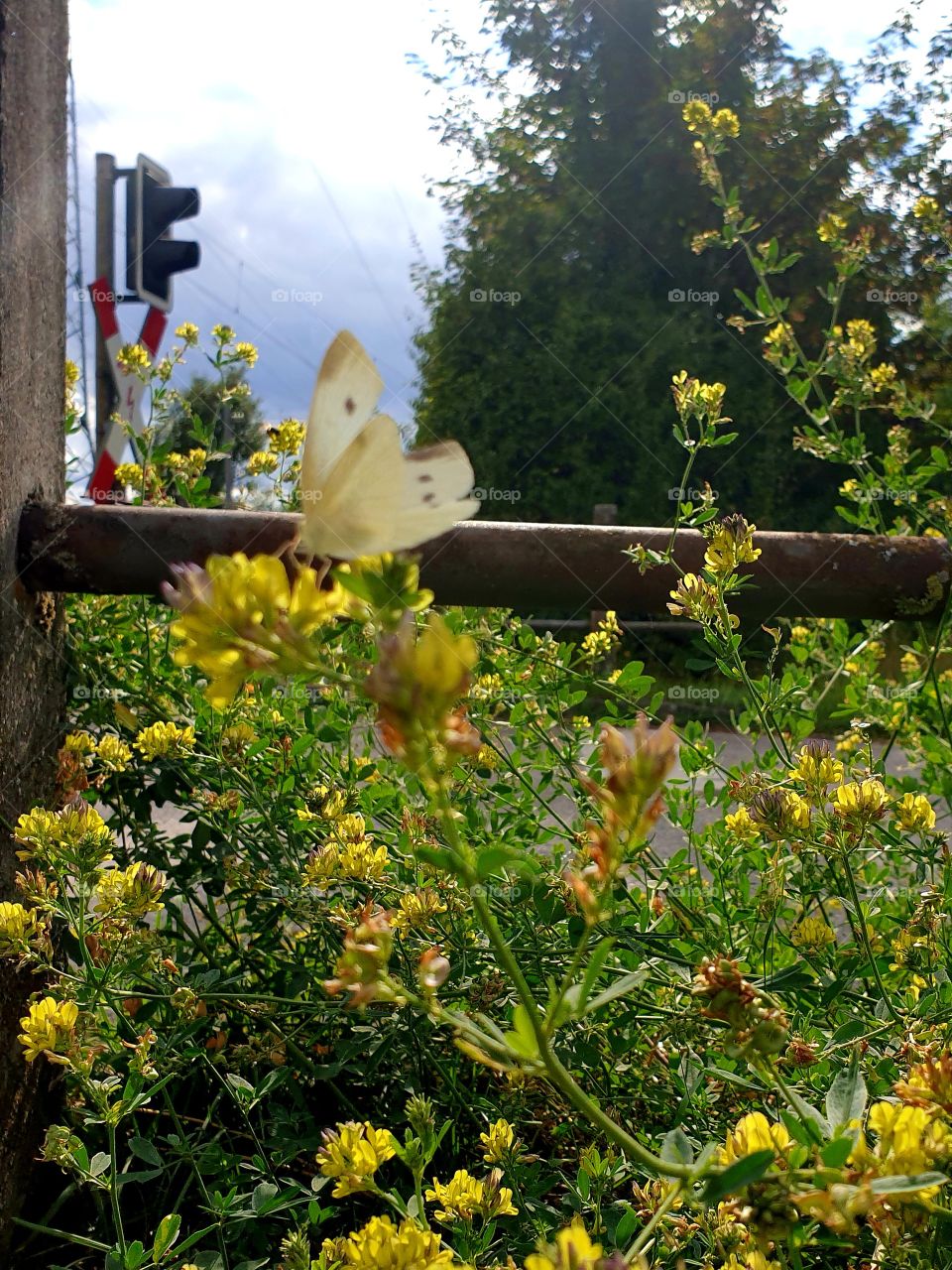 Die schöne Schmetterling