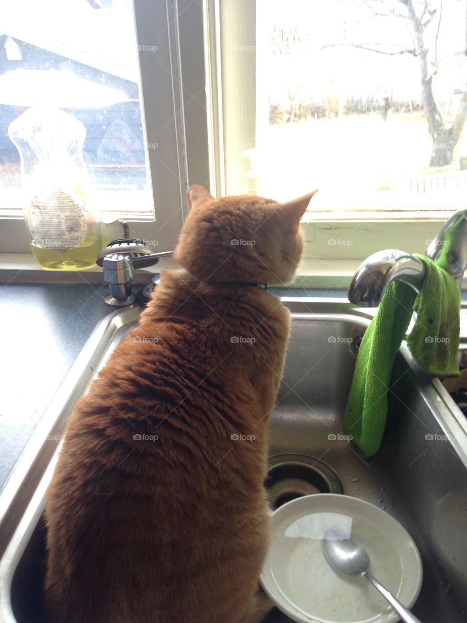 Cat in the sink 