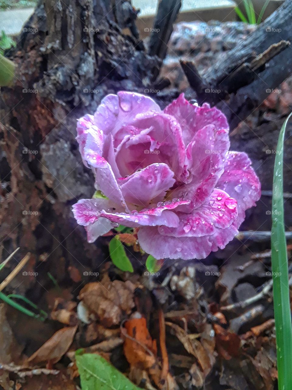 morning flower (side shoot)