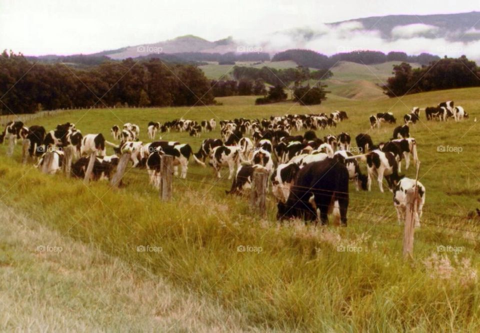 Cows. Cows in a pasture in New Zealand 