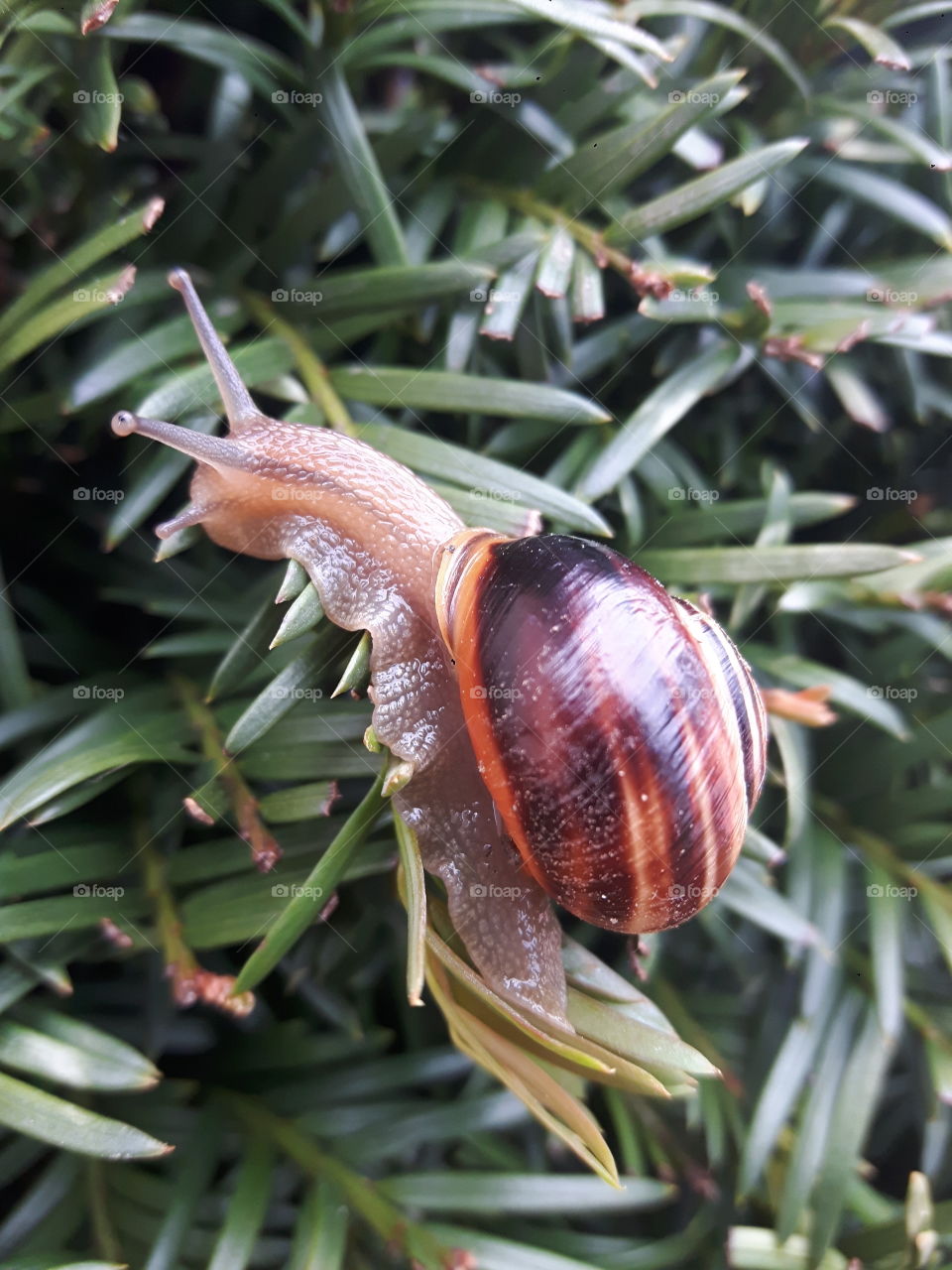 snail